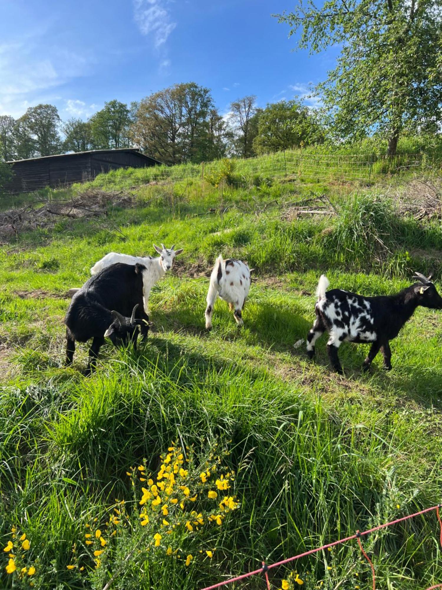 Bornhahn - Idylle Im Westerwald Katzwinkel  Extérieur photo